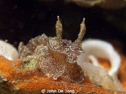 Dutch Nudibranchia are not so colorfull as the species fr... by John De Jong 